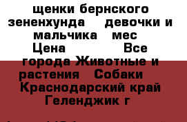 щенки бернского зененхунда. 2 девочки и 2 мальчика(2 мес.) › Цена ­ 22 000 - Все города Животные и растения » Собаки   . Краснодарский край,Геленджик г.